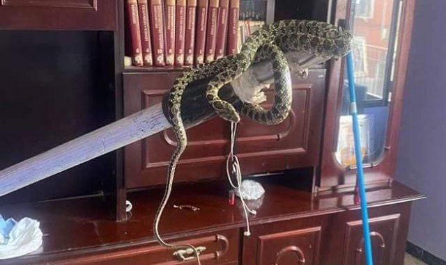 Aparece una serpiente dentro de una vivienda de Totana