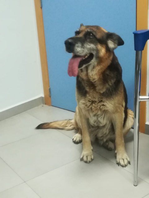 El perro en las dependencias de la Policía Local de Totana