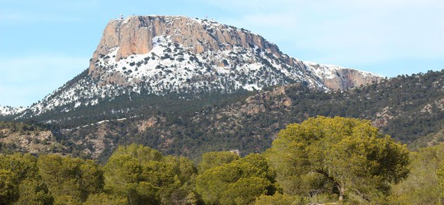 Lanzan un vídeo donde muestran el 'sinsentido' del exterminio del arruí en España