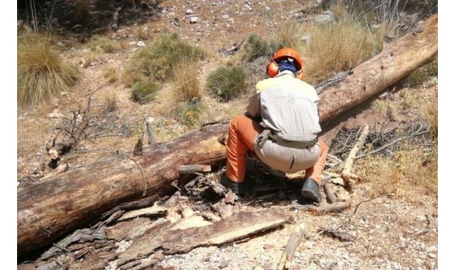 Talan y retiran la masa arbórea seca en el paraje de La Santa, a consecuencia de la sequía y las plagas fitosanitarias