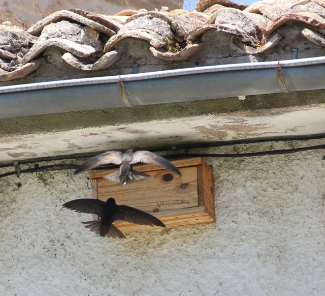 Piden a la Dirección General de Vivienda que incluya pautas para la conservación y biodiversidad de aves insectívoras en las obras de construcción y rehabilitación de edificios