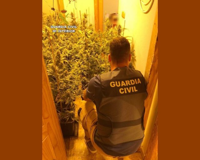 La Guardia Civil desmantela en un piso de Totana un invernadero con más de 200 plantas de marihuana